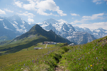 Fototapeta na wymiar breathtaking alpine landscape switzerland. meadow with bluebells. view to Tschuggen and Jungfrau mountain