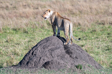 lioness on rock