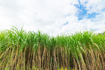 sugarcane farm and sky,Sugarcane field in blue sky