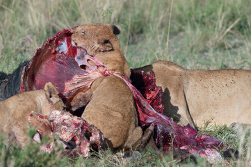 lion cub in Masai Mara eating