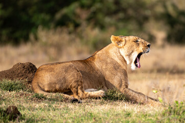 Fototapeta na wymiar lioness 