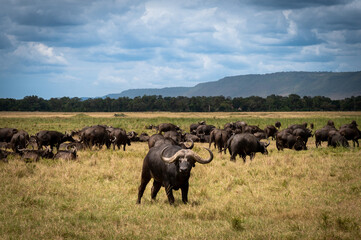 cape buffalo in a herd