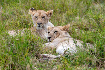 two lionesses in the grass