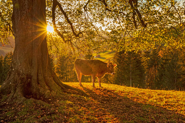 Kuh - Allgäu - Herbst - Sonnenuntergang - Bäume - malerisch