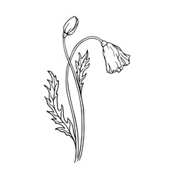 Linear botanical sketch of poppy flowers and buds.Vector graphics.