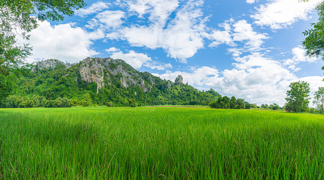 Beautiful scenery of rice fields and mountains,Green Rice Field with Mountains Background under Blue Sky, Chiang Mai, Thailand 