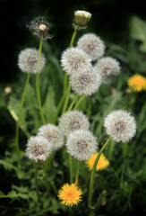 White dandelions on black background