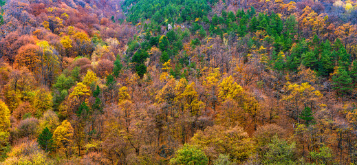 Beautiful autumnal landscape in the forest