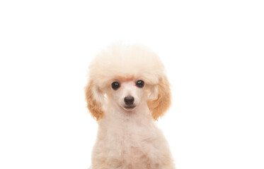 image of dog white background 