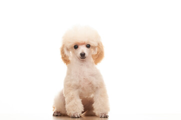 image of dog white background 