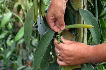 Close up, farmer is picking ripe vanilla pods from the plantation, selective focus