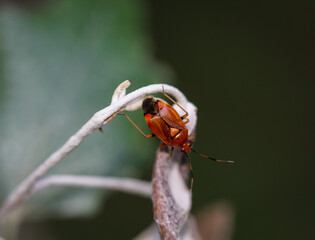 Ein Gemeiner Nimrod (Deraeocoris ruber) auf dem Zweig einer Pflanze.