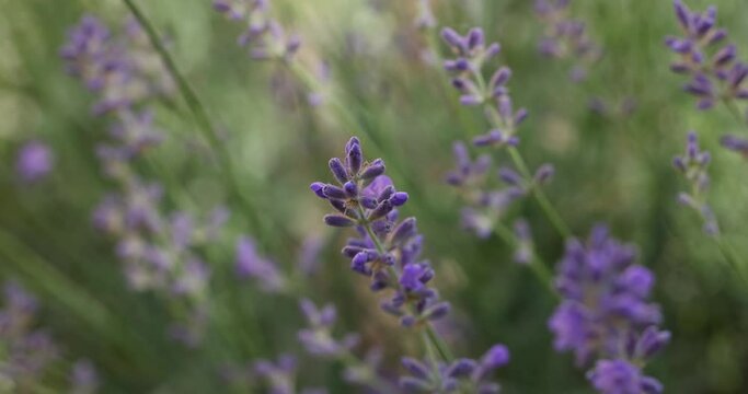 Selective focus on lavender flower in flower garden. Lavender flowers lit by sunlight. Close up, shallow depth of the field.