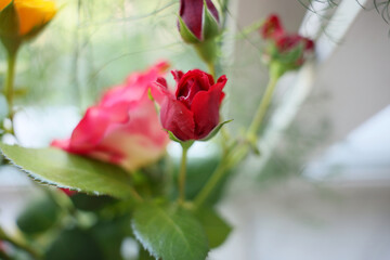 pink rose in my room