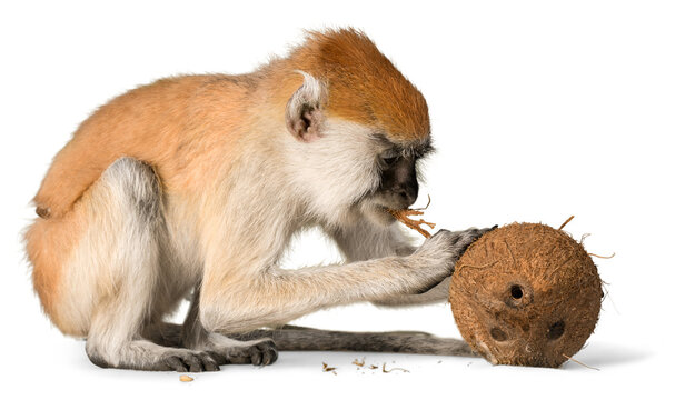 Cute monkey with coconut isolated on white background