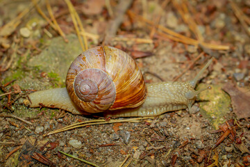 Eine Weinbergschnecke auf feuchten Waldboden.