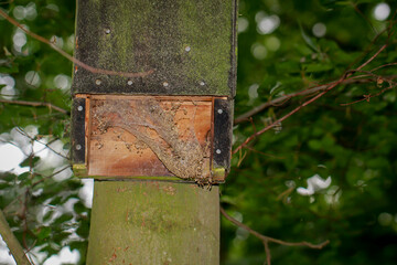 Ein Kasten an einem Baum der als Tagesunterkunft für Fledermäuse gedacht ist.