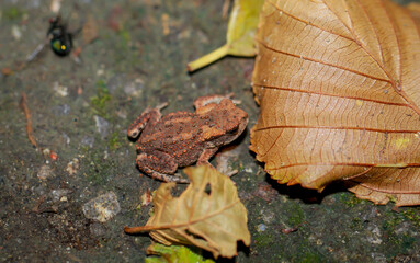 Eine kleine Erdkröte, eine Bufo Bufo zwischen Laub in einem Wald.