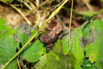 Eine kleine Erdkröte, eine Bufo Bufo zwischen Laub in einem Wald.