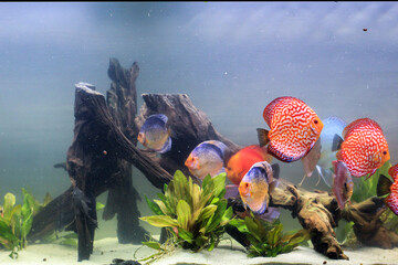 Portrait, Nahaufnahme eines Diskusfisches. Diskus im Aquarium. Amazonasbecken.
