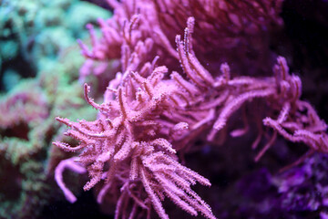 Eine wunderschöne rote Koralle in einem künstlichen Aquariumsriff.