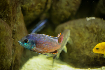 Portrait eines bunten Malawi Buntbarsch im Aquarium.
