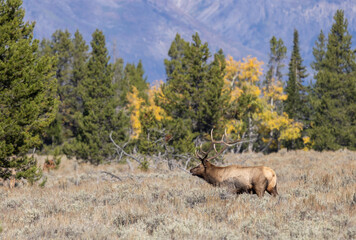 Bull Elk During the Rut in Wyoming in Autumn