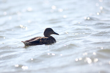 wild duck swimming in the pond. Image contains copy space