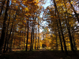 forest road in golden autumn
