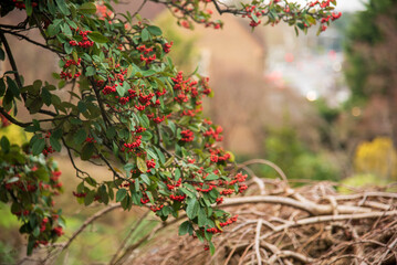 Red berries on a branch