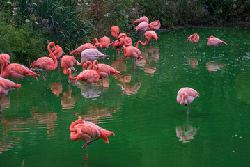 Pink flamingo in the water