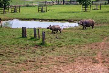 One adult and one baby Rhino in the field at Whipsnade Zoo