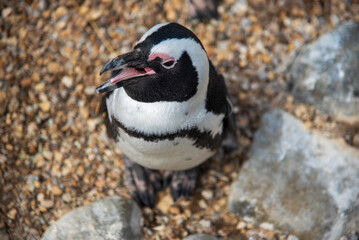 Penguin at Whipsnade Zoo