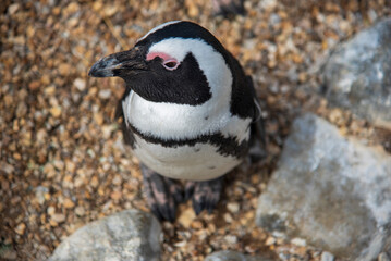 Penguin at Whipsnade Zoo