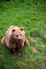 Naklejka na ściany i meble Brown bear in the grass