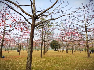 The Shimul Garden | Beauty of Tree and Nature