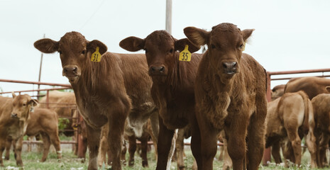 Beefmaster calves closeup on Texas beef cow ranch.