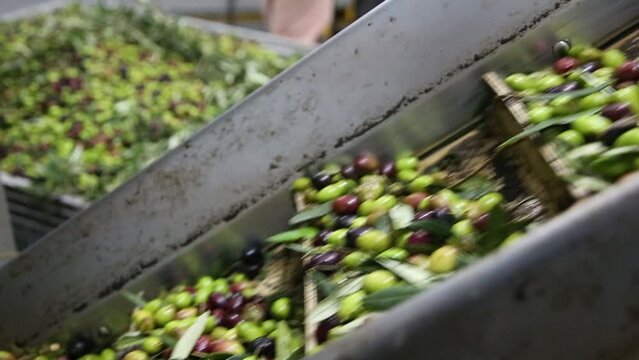 The process of olive cleaning and defoliation in a modern italian oil mill. Oil Production. Fresh extra virgin olive oil