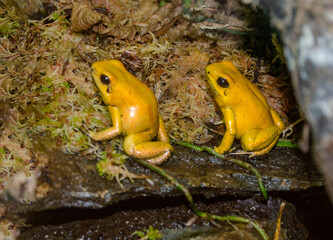 Golden Poison Frog