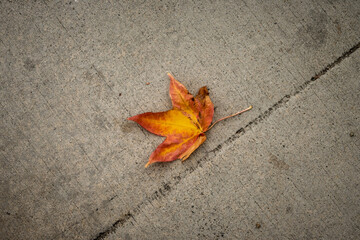 gold leaf on sidewalk