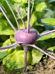 Fresh ripe head of purple kohlrabi (Brassica oleracea Gongylodes Group) growing in homemade garden, short before the harvest. Close-up. Organic farming, healthy food, BIO viands, back to nature.