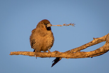 Sociable weaver (versamel voel)