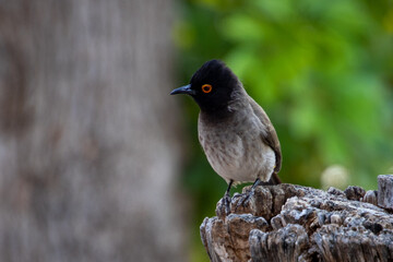 Bulbul bird