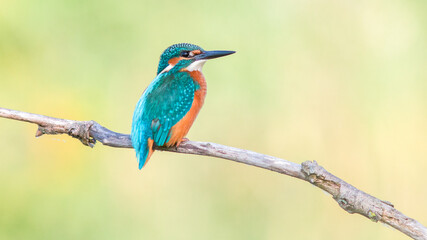 kingfisher on branch