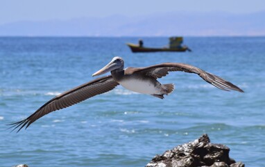 pelican in flight in a sunny day