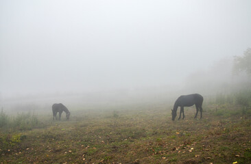 Fototapeta premium Two horses grazing in a foggy meadow in autumn