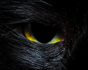 Macro close up of a cats yellow and green eye