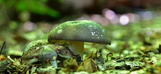 forest mushroom