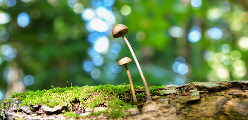 white magic mushrooms