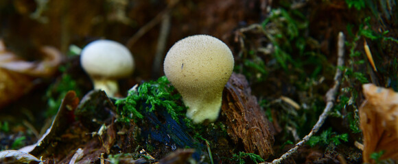 white natural mushroom